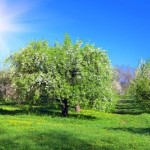 13553934-blossom-apple-trees-garden-at-the-spring-sun-at-the-sky